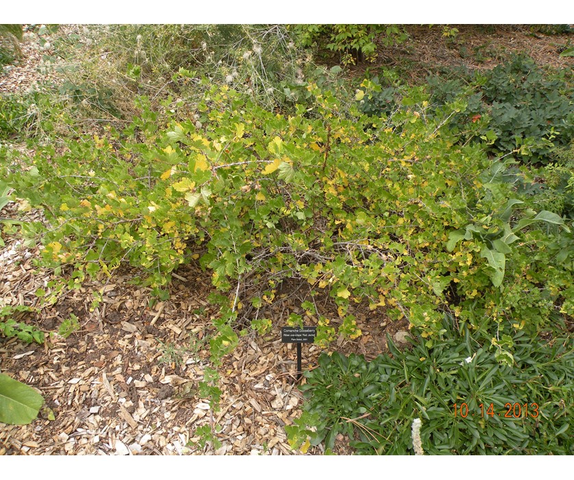 Comanche Gooseberry